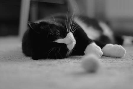 cute black cat with a white neck is lying on his back on a carpet next to a toy ballの写真素材