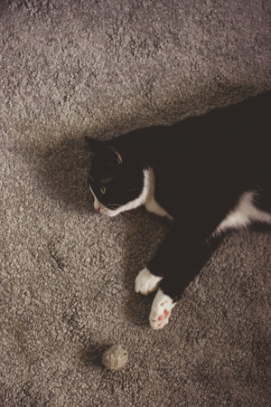 cute black cat with a white neck is lying on the carpet next to a toy ballの写真素材