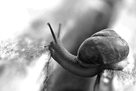 Snail on a wooden garden. The snail glides over the wet wood texture trying to climb from one board to another. Macro close-up of a blurred background. Short depth of field. Latin name: Arianta arbustorum.の写真素材