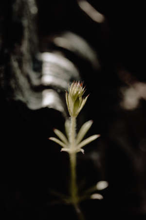 White spring flowers with green leaves close-up on a dark background.の写真素材