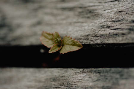 Close-up of green spring leaves with red edges growing through wooden boards. New lifeの写真素材