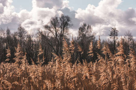 Golden sun shines on the shore of the lake with black silhouette trees and cloudy skies.の写真素材