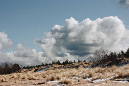 Seaside landscape with golden bent and leafless bushes. Early spring day with snow remnants in the...