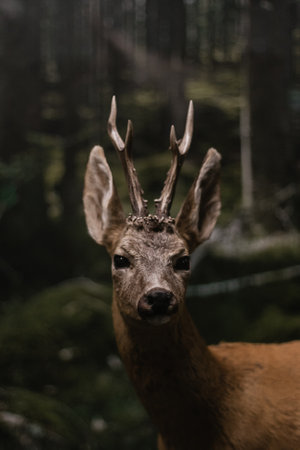close-up of deer. Roe deer looking directly into the chamber with small horns in the forest sunlit.の写真素材