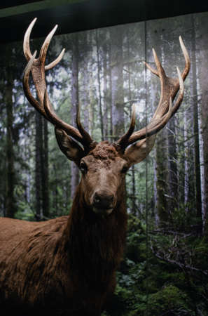 Elk stuffing. Elk looking directly into the camera with huge horns.の写真素材