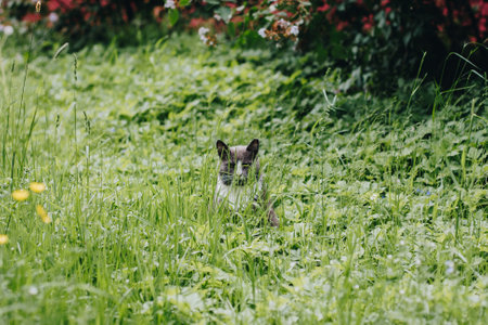 gray cat with a white collar sits in a tall green grass by the red bushes and looks into the cell in...