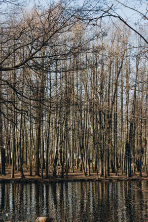 Beautiful view with a tree forest by the lake. The trees reflect in the blue water of the lake.の写真素材