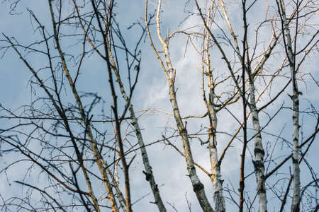 Looking up through a tree canopy into blue sky in a forest of gum treesの写真素材