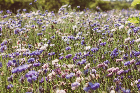 Blue,white,red flowers cornflowers in the garden. Cornflower in the flowerbed. Summer Blue wildflower. cornflowers.の写真素材
