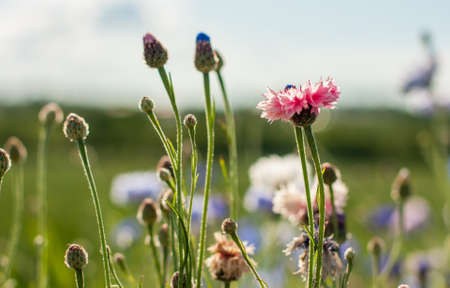 Close-up of a red-pink cornflower flower on a summer evening at sunset. Beautiful midsummer flower.の写真素材