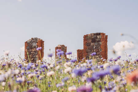 beautiful field of blue flowers with the remains of a stone, brick building in the meadow. Warm summer day.の写真素材