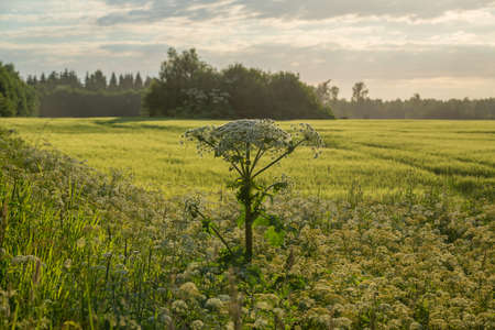 cow parsnip (Heracleum sosnowsky) field in bright sunset light in summerの写真素材