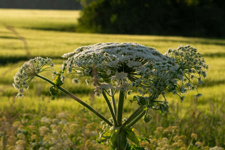 cow parsnip (Heracleum sosnowsky) field in bright sunset light in summerの写真素材