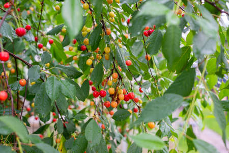 Red cherries with water drops between leaves on branch of cherry tree
