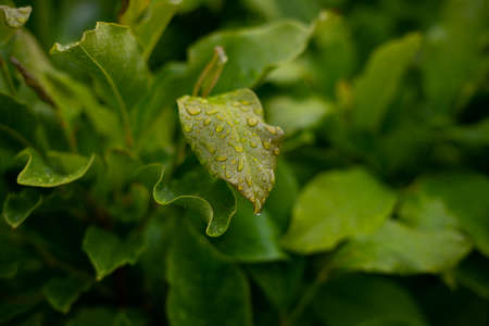 closeup selective focus shot of a hosta plant leaf covered in dew droplets
