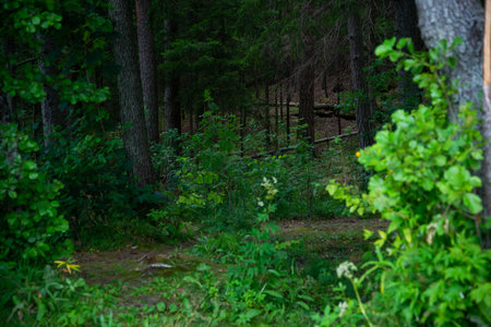 Green bushes in a pine forest in a shady area. Forest landscape