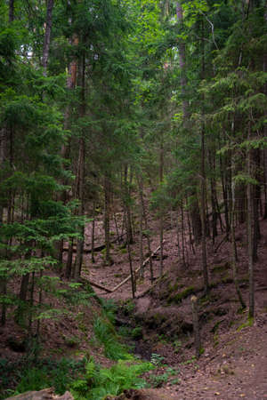 dramatic forest landscape with a ravine where water from a forest spring flows.