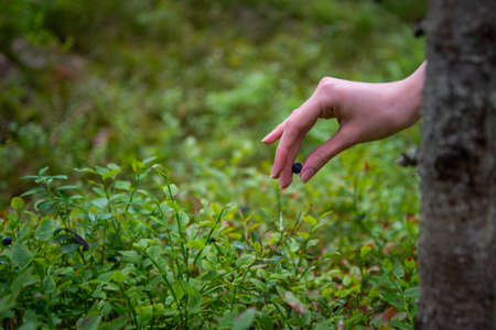 Blueberries picking. Female hand gathering blueberries. Harvesting concept.の写真素材