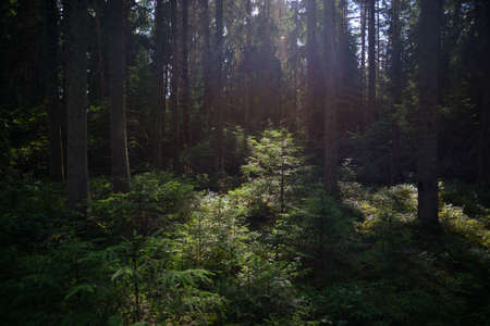Mysterious path full of roots in the middle of wooden coniferous forrest, surrounded by green bushes...