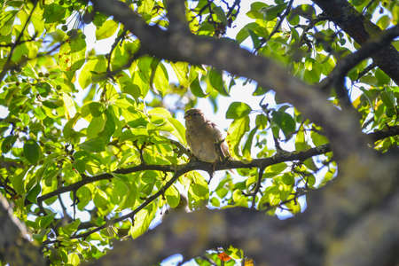 Eurasian Tree Sparrow sitting on a stickの写真素材