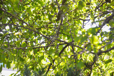 Green leaves of trees that shine through the branches of the summer evening sun. Beautiful bokeh in the backgroundの写真素材