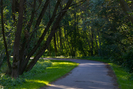 Asphalted walking path for pedestrian tourists, which leads through green trees in the forest, which...