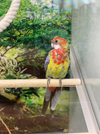 colorful parrot sitting on a tree branch in a glass cage.