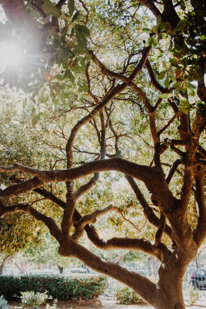 tree with a brown trunk and green leaves through which sunlight shines in a park in Greece