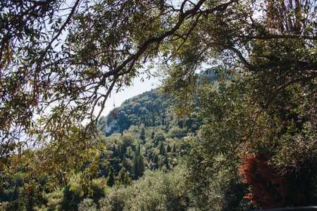 View of a forest of green trees by the water in Greece with a mountain in the background through tree branches in the foreground.の写真素材