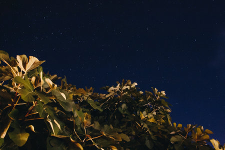Green plant leaves looking up into a blue sky where stars are shining. night photoの写真素材