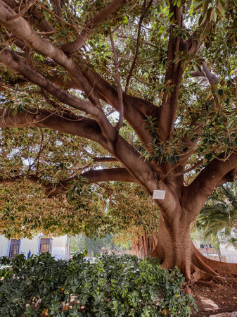 Valencia, Spain. A huge tree with huge roots and many branches with green leaves growing in the park.の写真素材