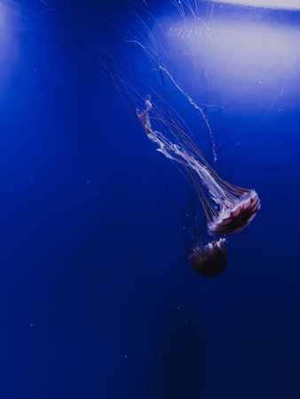 Underwater photo. Two jellyfish swimming in blue water.の写真素材