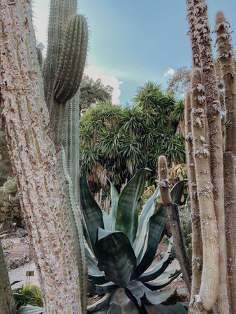 Huge green cacti in the park under a blue sky.