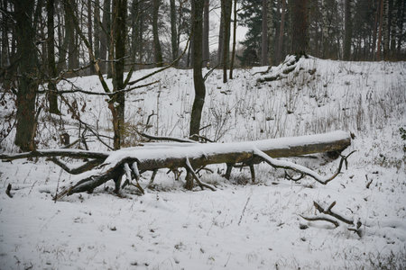 withered tree trunk that broke off in a ravine in the forest and was covered with white snow in winter.の写真素材