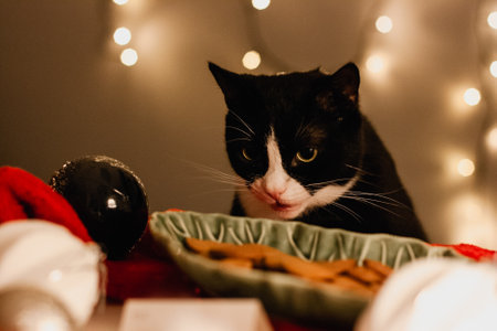 Christmas greeting card with gingerbread in a green bowl surrounded by a red Santa hat and Christmas decorations and a black cat with a white neck licking. bokeh lights in the backgroundの写真素材