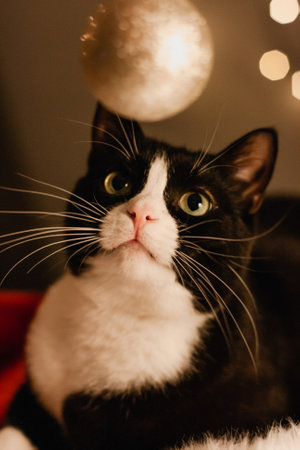 Christmas greeting card with a black cat with a white neck lying on a white table next to a red Santa hat and playing with Christmas decorations. bokeh lights in the background.の写真素材