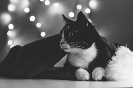 Christmas greeting card with a black cat with a white neck lying on a white table. The cat is wearing a red Santa hat and Christmas decorations around it. bokeh lights in the background.の写真素材