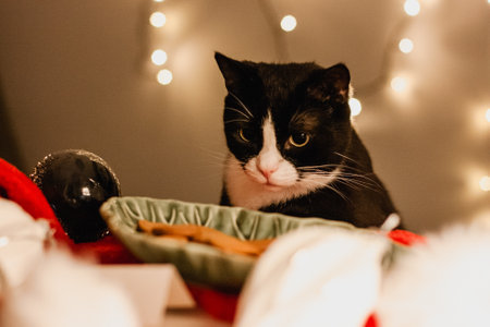 Christmas greeting card with gingerbread in a green container surrounded by a red Santa's hat and Christmas decorations and a black cat with a white neck. bokeh lights in the backgroundの写真素材