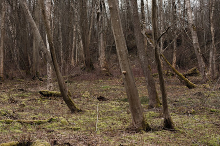 springtime view of the forest where fallen dead tree trunks are overgrown with green moss.