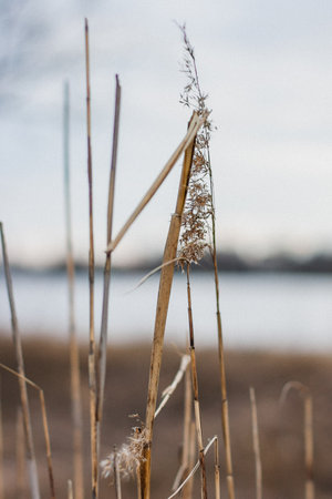 Brown and white reeds growing at the side of a river, long grass and marshes wildlife close upの写真素材