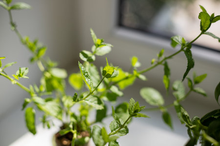 Different aromatic potted herbs on windowsill indoorsの写真素材