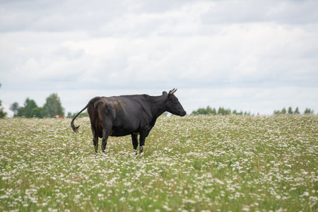 black cow with horns is grazing in a meadow of white flowers and green grass under a blue skyの写真素材