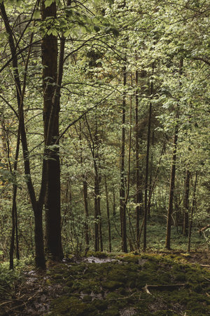Forest landscape with green trees and green moss growing on rocks in summer sunset shining through...