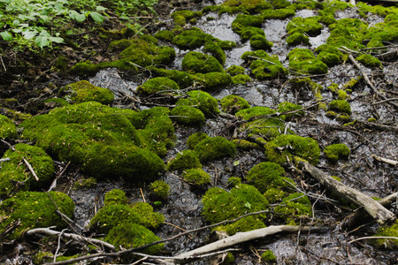 forest river with clear water in the forest with rocks covered with shiny thick green moss. Broken...