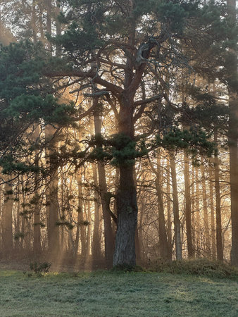 mystical oak tree through which the orange sunlight of sunset shines in the mist.の写真素材