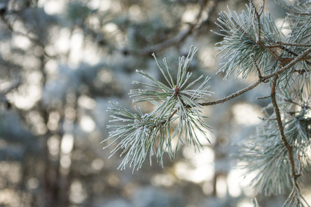 Frost-covered pine needles on a tree branch in a winter forest. Delicate ice crystals highlight the...
