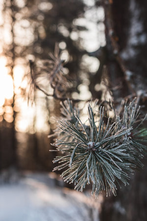 Close-up of a frosted pine branch glowing in warm sunset light in a winter forest. Shallow depth of...