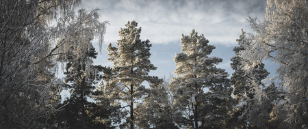 Snow and frost covered pine trees illuminated by soft winter light under a cloudy sky. Atmospheric cold season forest landscape ideal for nature backgrounds, climate themes, and seasonal design use.の写真素材