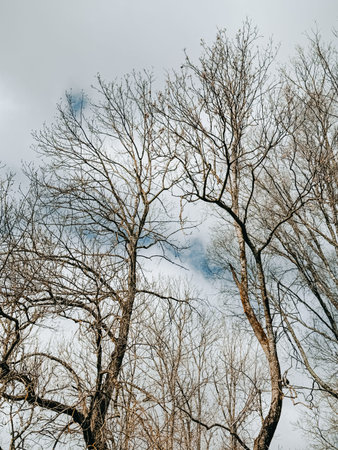 Upward view of bare trees with intricate branches set against a soft cloudy sky. Ideal for themes of seasonal change, minimalism, resilience, and natural backgrounds for environmental or lifestyle concepts.