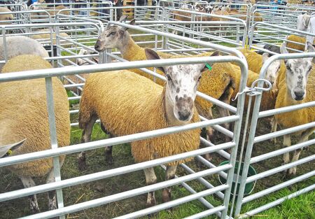 Blue face Leicester ewes sheep Rams died Yellow at market Showの写真素材